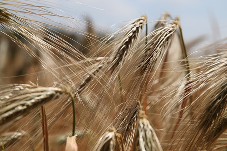 Wheat 809441 1280