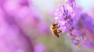 Una de las flores más usadas para la producción de miel es la lavanda