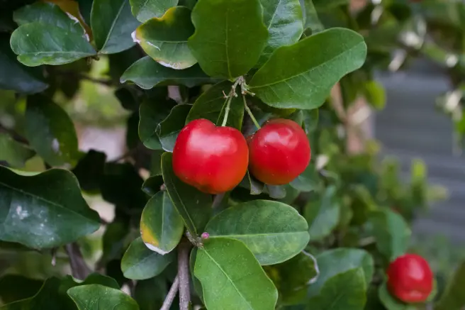 Acerola, una fruta muy rica en vitamina C.