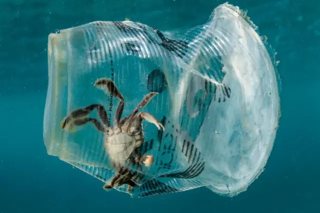 Un cangrejo atrapado en un vaso de plástico en el mar, en el Pasaje de Isla Verde, en Filipinas.