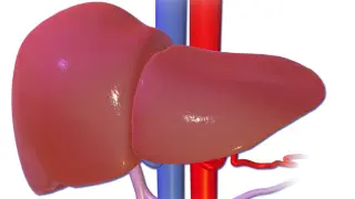 Representación de un hígado sano.