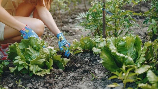 Jardinería, bricolaje o repostería son algunos de los hobbies más populares.