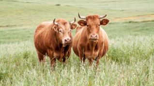 La tuberculosis bovina se puede contraer por el consumo de carne contaminada y puede resultar letal en humanos.