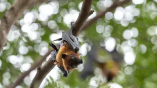 Murciélago Pteropus, reservorio natural del virus Nipah