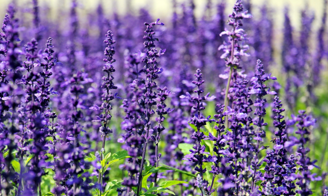 Al igual que el té, la salvia y la lavanda ayudan a eliminar los malos olores, por lo que es otra alternativa muy útil.