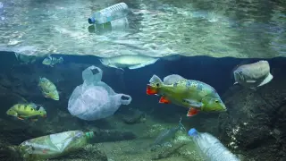 Pescados en el agua contaminados con residuos plásticos